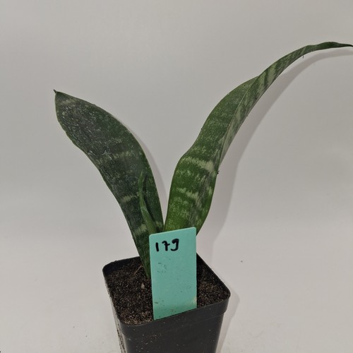 Snake plant sansevieria rooted - snake,