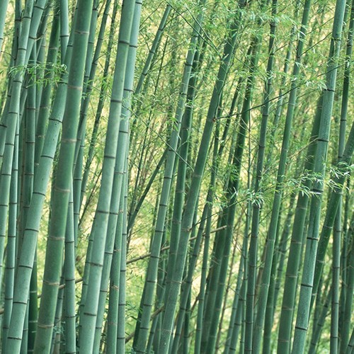 100 giant moso bamboo - moso,