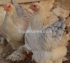 12+ GENTLE GIANTS~ BUFF