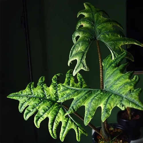 Stunning alocasia jacklyn - stunning, jacklyn-