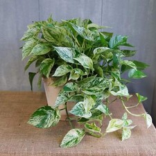 Marble Queen Pothos | Trailing Vine | 15cm Tall | Rooted 6cm Pot
