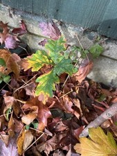 Sessile oak tree saplings