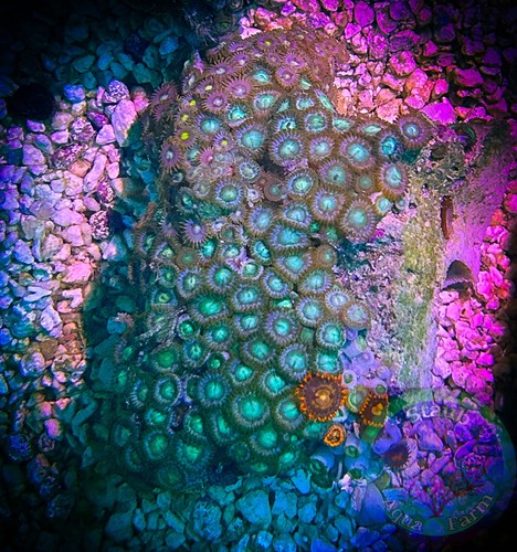 Saf 3in zoanthid - ,