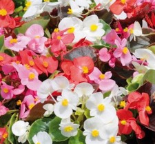 Begonia Devils Delight Mixed