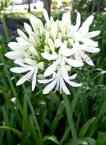 White lily the - the, nile/