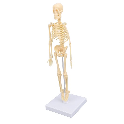 Human skeleton model - skeleton,