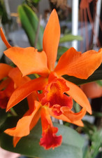 Cattleya Potinara Samba