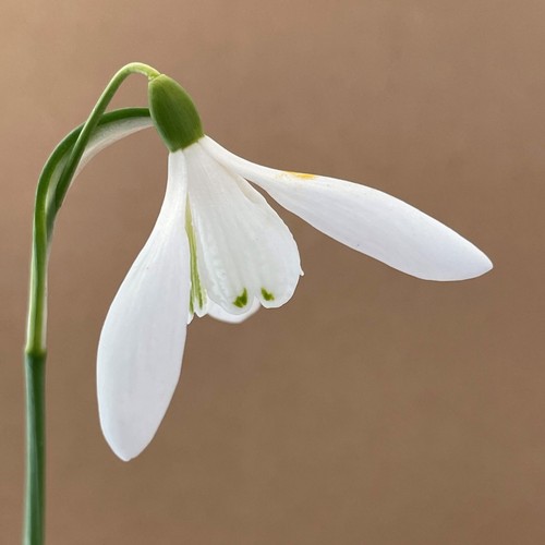 Galanthus nivalis alba - galanthus,