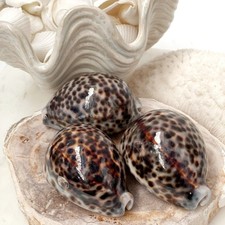 set of 3  natural spotted