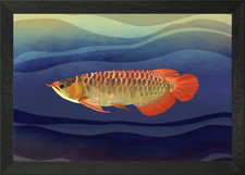 Orange Arowana Dragon Fish