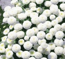  Chrysanthemum Single white 400 seeds +4" FREE PLANT LABEL
