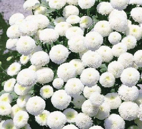 Chrysanthemum single white - chrysanthemum,
