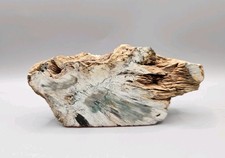Petrified Wood Slab / Slice -