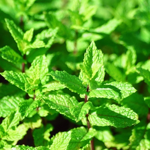 Mint plug plant spearmint - spearmint, 4
