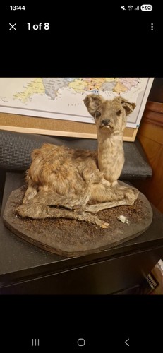 Antique taxidermy baby - taxidermy,
