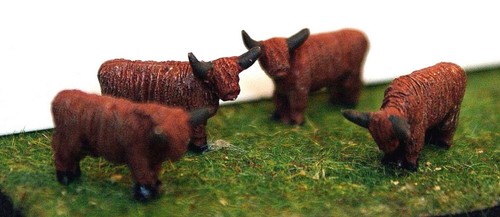 Highland cattle animals a105 - cattle,