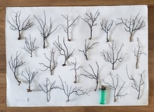 Sea Fan small X 20