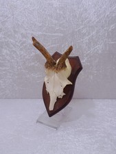 Vintage deer antler - vintage,