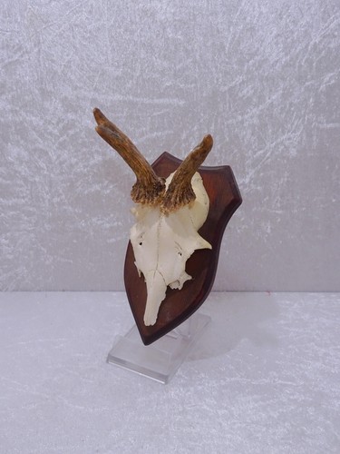 Vintage deer antler - deer,