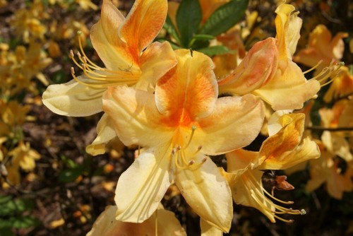 Rhododendron golden flare - flare, in
