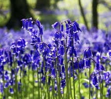 100 Bluebells in the green