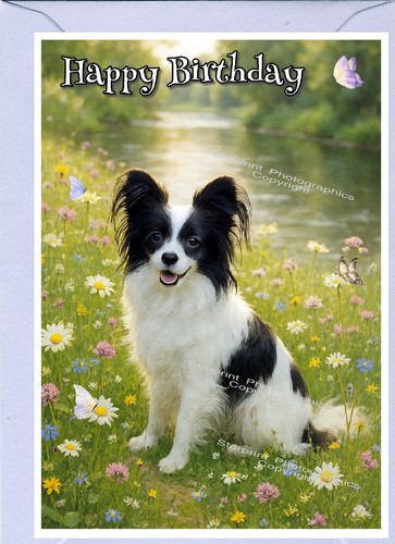 Papillon butterfly dog - dog, (4"x