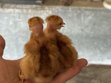 12 Turken and Rhode Island Red