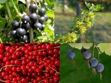 Hardy Berries in the Garden