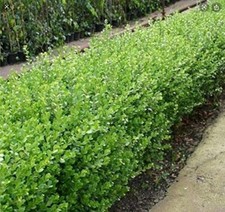 10 Buxus Box Hedging Plants 30-40cm Bushy Evergreen Sempervirens Bareroot