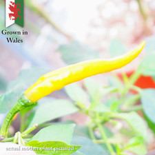 Kilian Chilli Pepper 10 Seeds - COMBINED POSTAGE - Grown in Wales - Fresh 2025