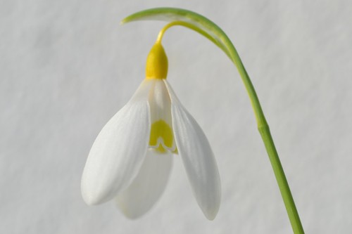 Galanthus dryad gold bullion - gold,