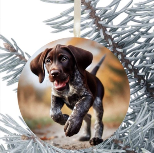 German short haired - short, pointer