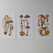 Set Of 3 Vintage Prints