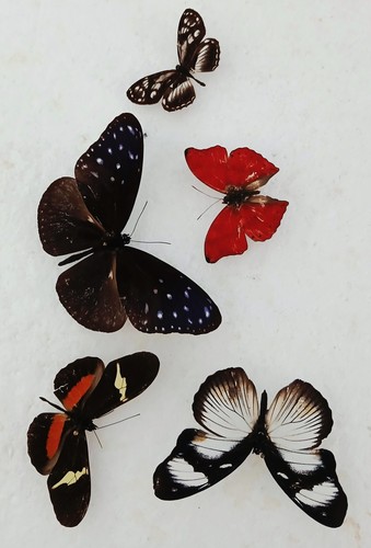 Butterfly collection set x5 - ,