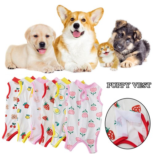 Pet dog cat - cat, suit
