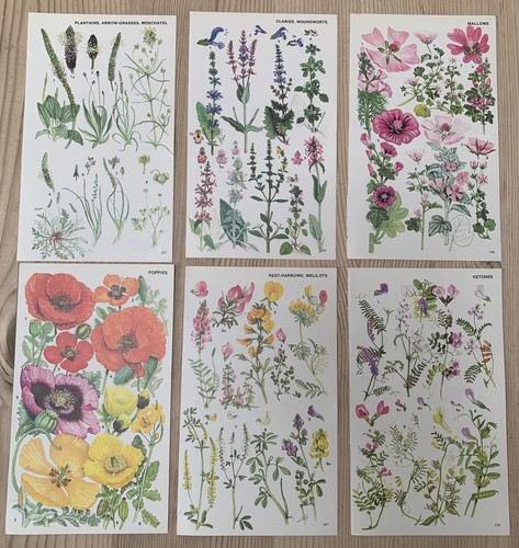 Vintage 1974 botanical book - botanical,