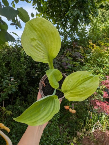 Hosta sum and substance 12 - in,