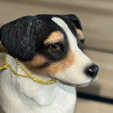 Jack russell dog - jack,