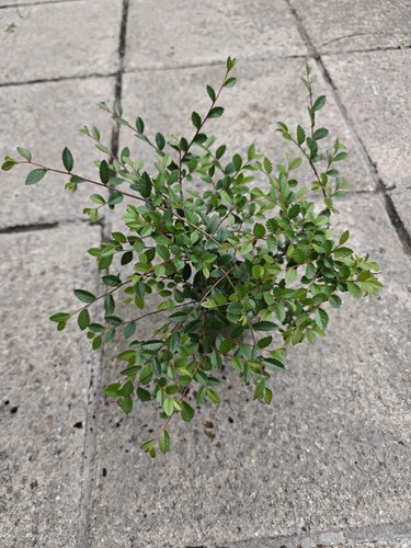 Chinese elm ulmus parvifolia - chinese,