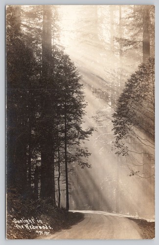Rppc sunlight the redwoods - in,