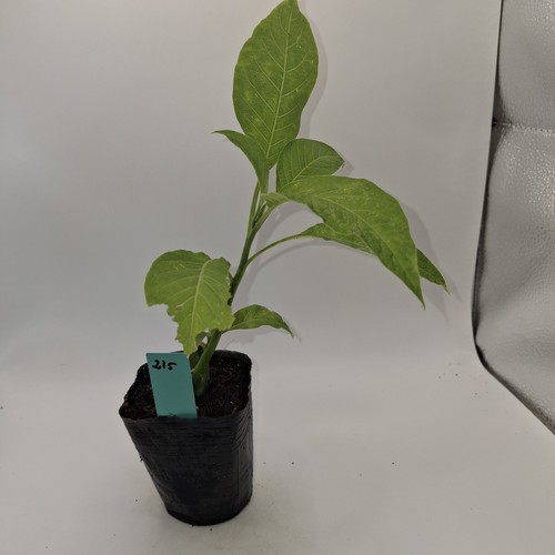 Brugmansia single white rooted - brugmansia,