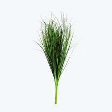 Bear Grass Bush 60cm