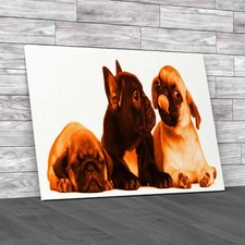 Adorable French Bulldog Pug Puppies 8 Weeks Old Orange Canvas Print Large
