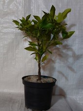 Citrus Orange, Citrus sinsensis, Late Valencia Plant in a 17cm. - 2 Litre  Pot