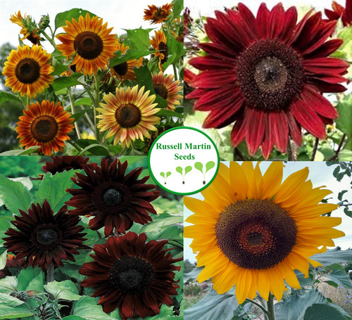 Black magic sunflower - magic,