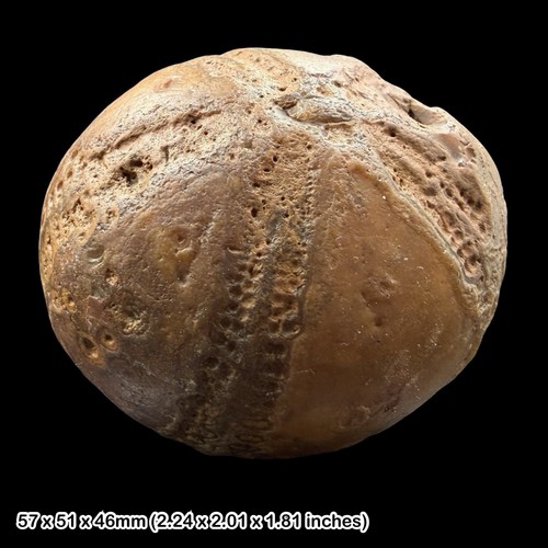 Flint echinoid fossil - flint,