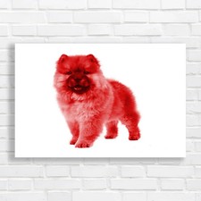 Adorable Frontfacing Chow Chow