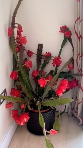 Red epiphyllum rooted baby - 3,