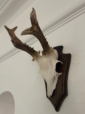 Antlers Roe Deer mounted on hardwood shield C46 Real Taxidermy horns