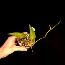 Monstera sp. Green Velvet -